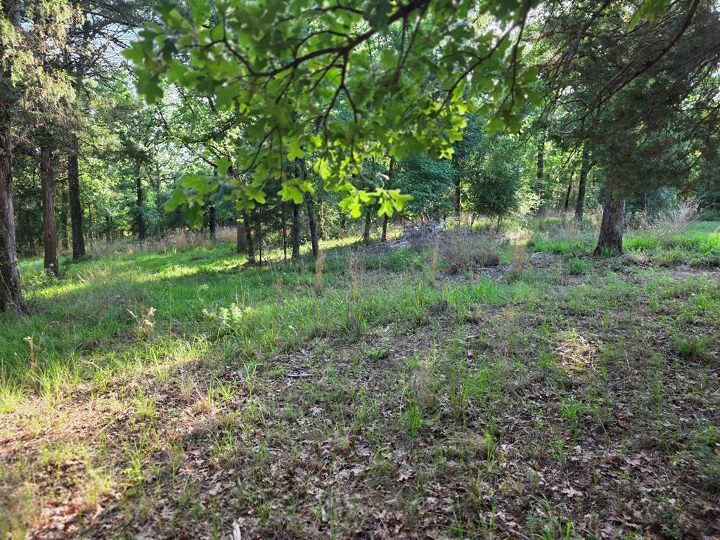 Lot 377 Timber Ridge Larue, TX 75770 - Photo 35 of 39 a big yard with lots of green space and deers