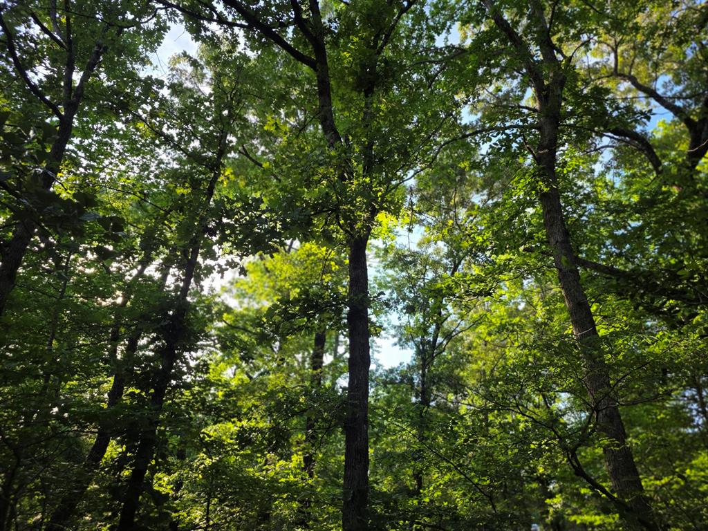 Lot 377 Timber Ridge Larue, TX 75770 - Photo 38 of 39 An amazing canopy of trees over this lot.
