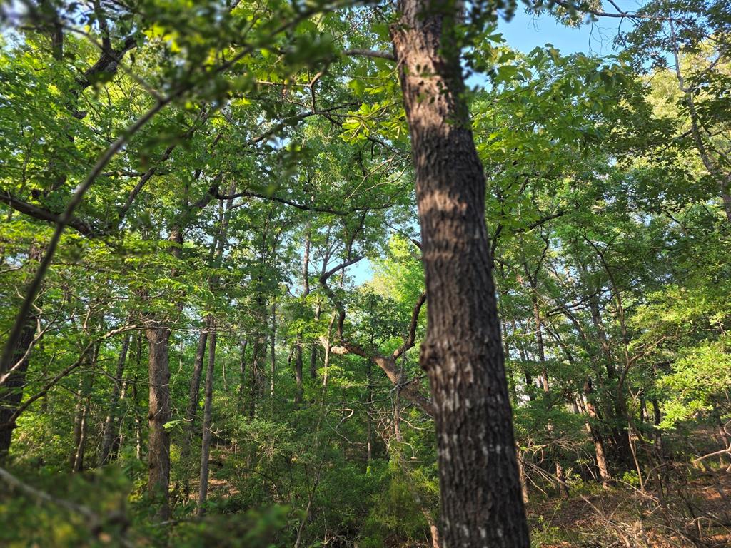 Lot 377 Timber Ridge Larue, TX 75770 - Photo 4 of 39 a close up of a tree in a garden