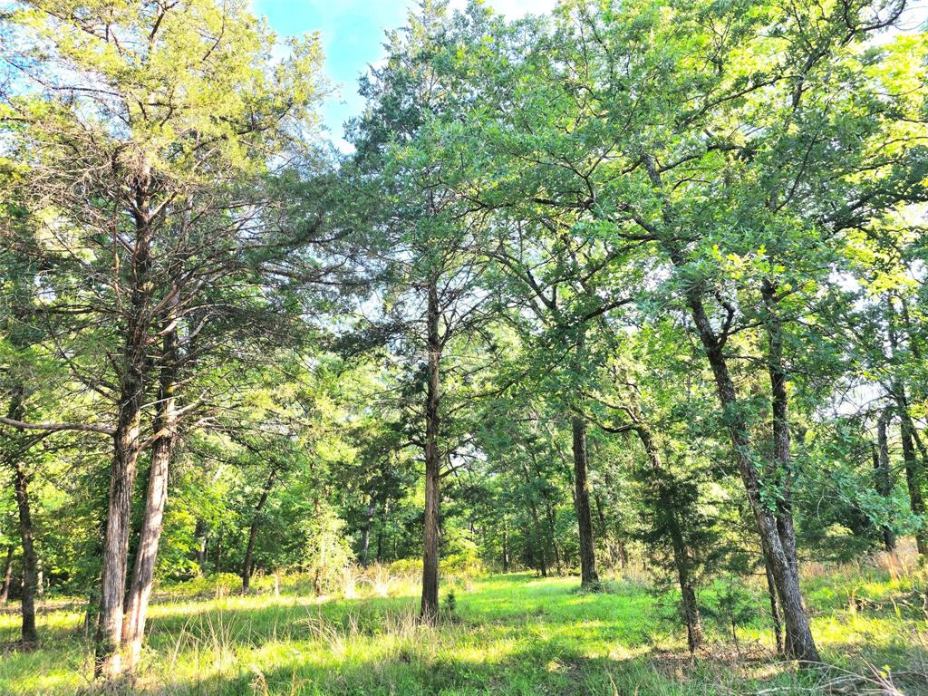 Lot 377 Timber Ridge Larue, TX 75770 - Photo 6 of 39 Gorgeous trees cover this 2-acre lot!