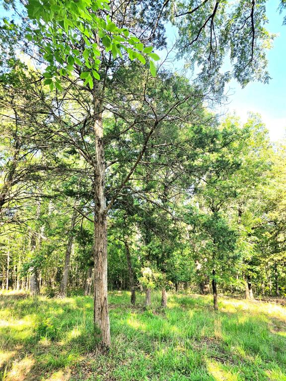 Lot 377 Timber Ridge Larue, TX 75770 - Photo 7 of 39