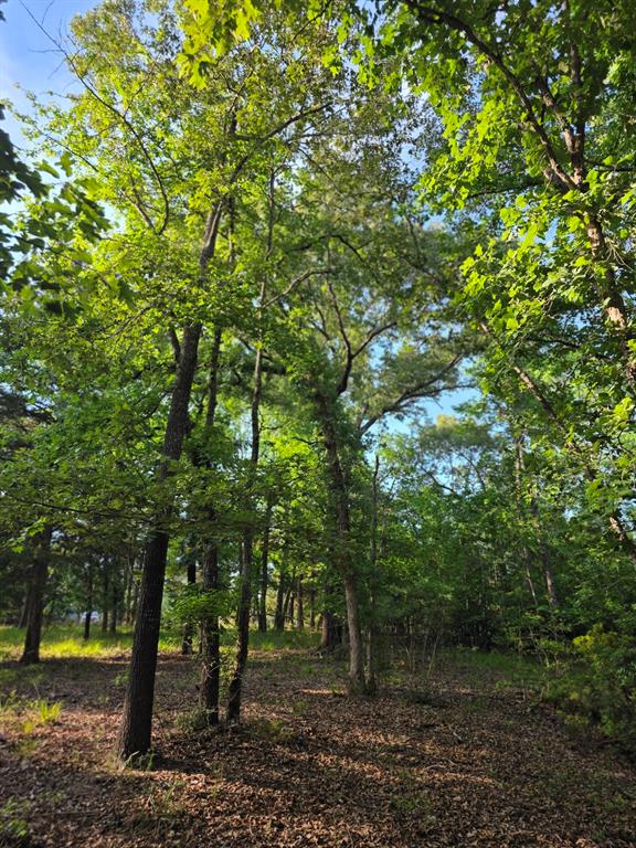 Lot 377 Timber Ridge Larue, TX 75770 - Photo 9 of 39