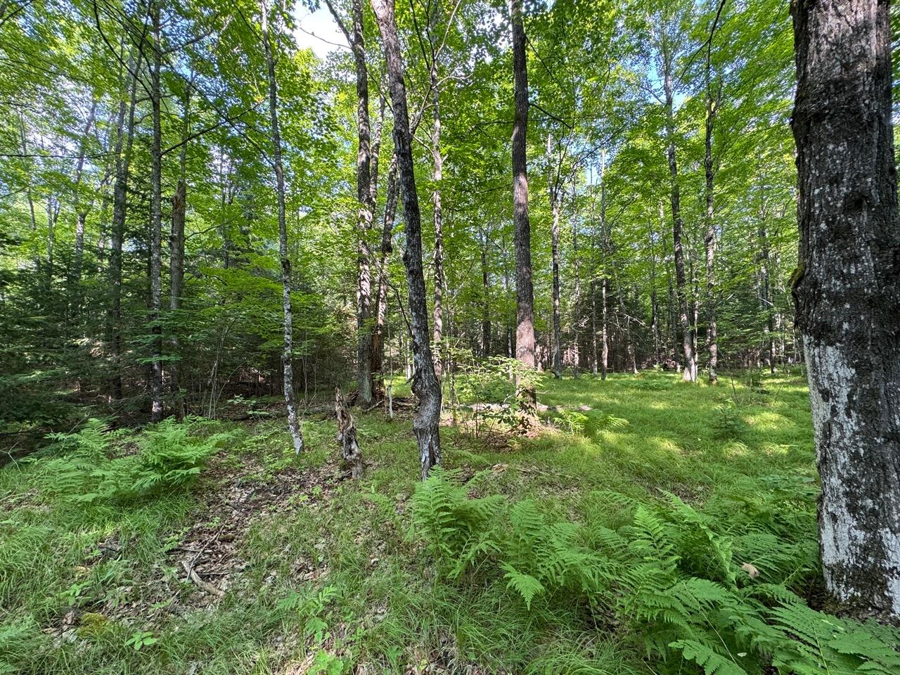 6209 Flambeau Dam Road Butternut, WI 54514 - Photo 49 of 55 Gallery Image 49