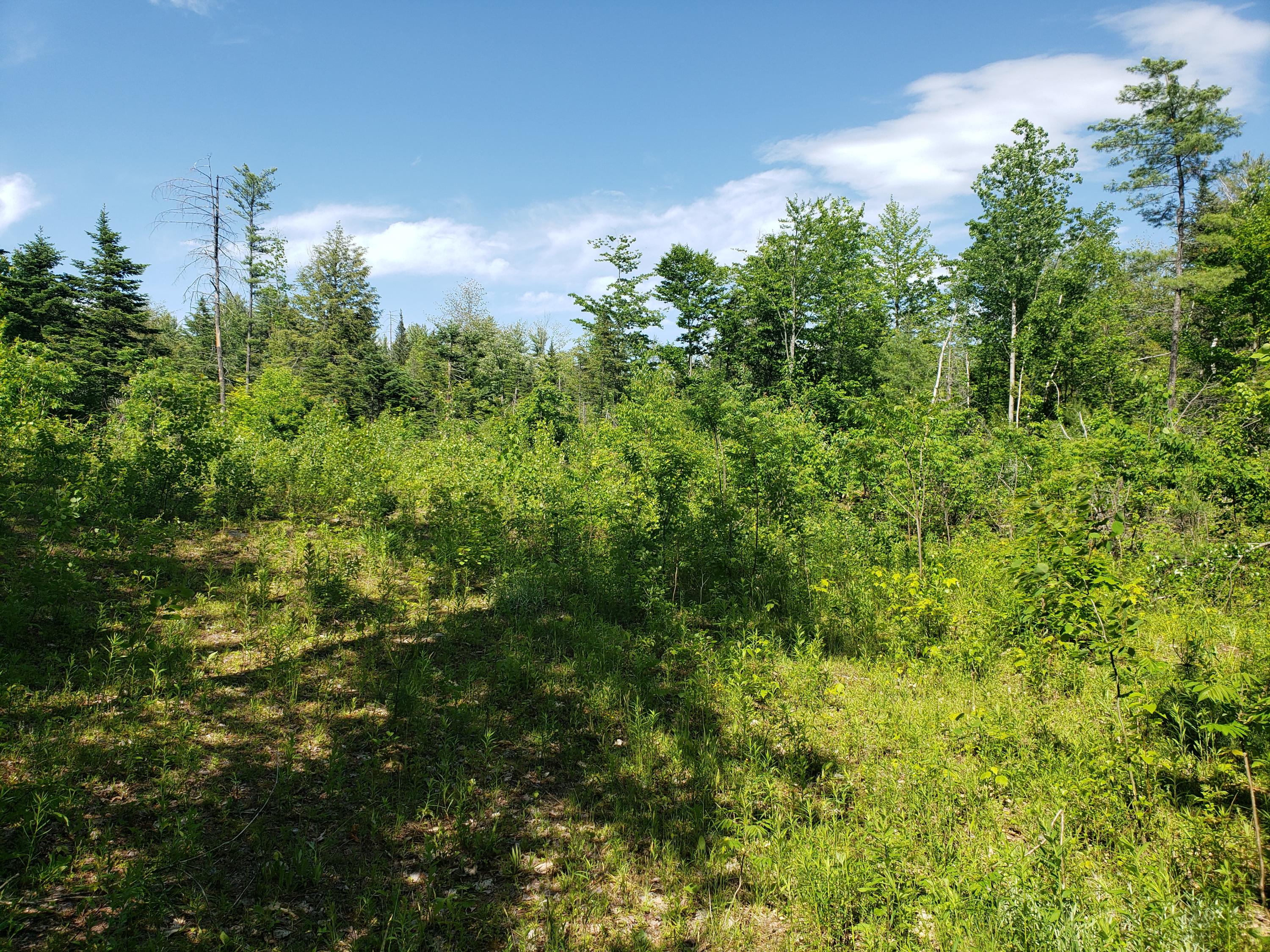 Tbd Lomie Rivers Road Jay, ME 04239 - Photo 7 of 30 20190615_152757