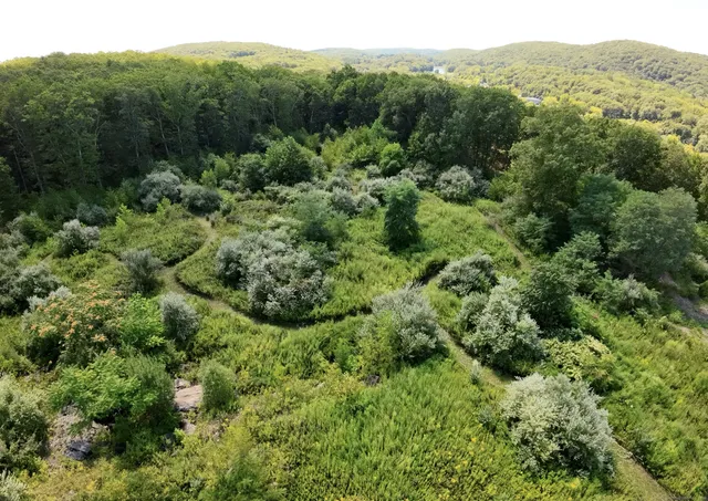 a view of a green field with lots of trees