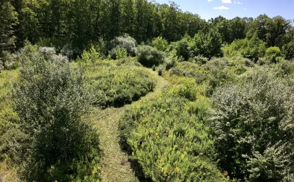 a view of a forest with a tree