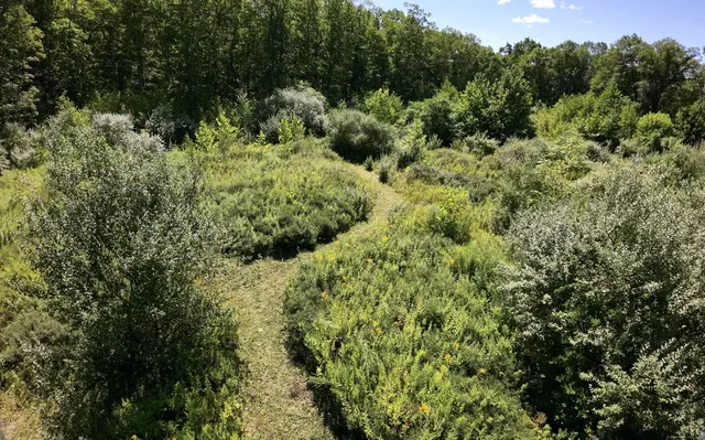 a view of a forest with a tree