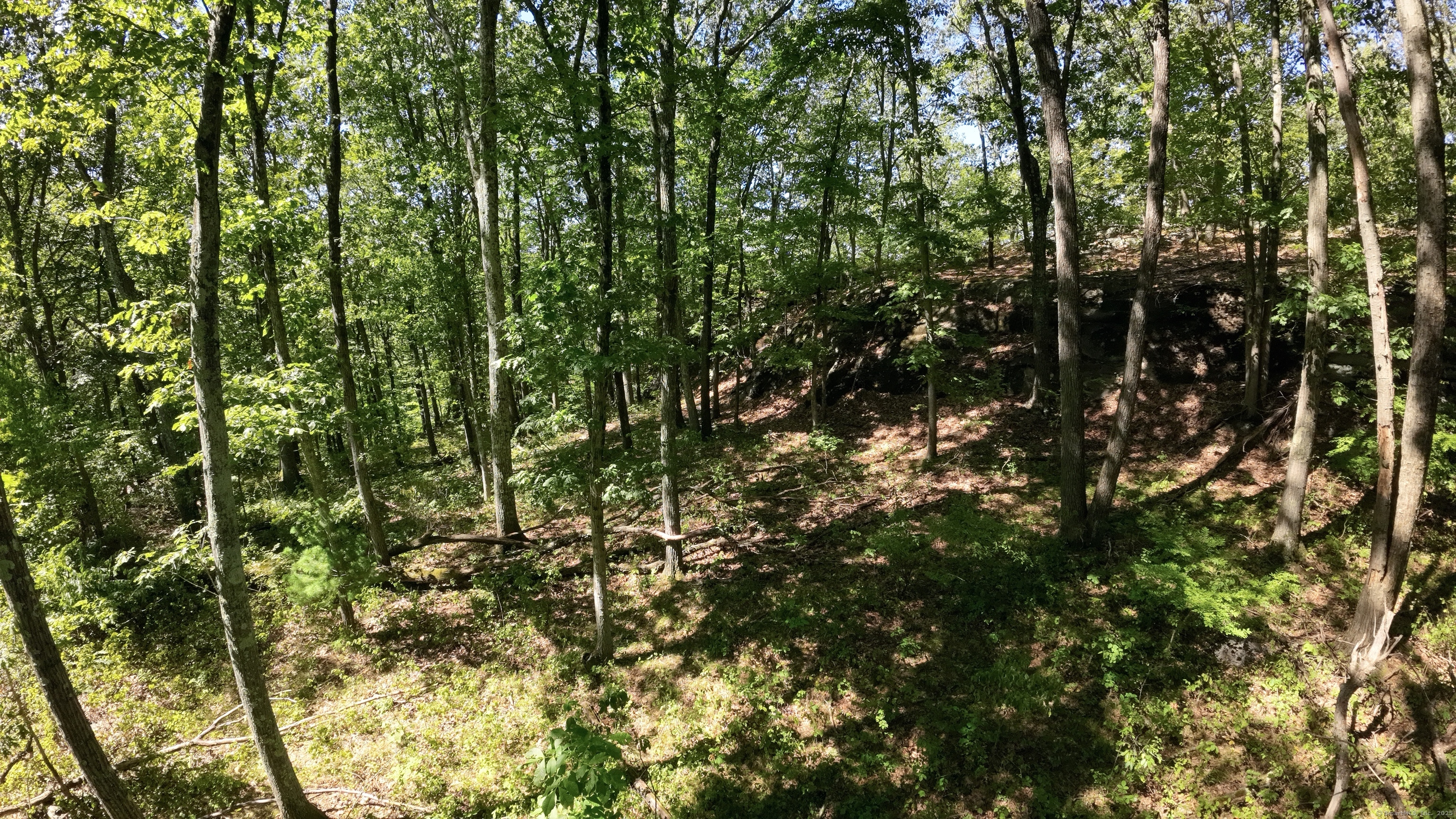 Undisclosed Address Bethel, CT 06801 - Photo 7 of 13 a view of a tree