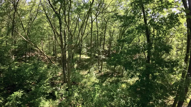 a view of a lush green forest