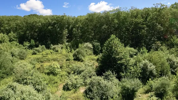 a view of a bunch of trees