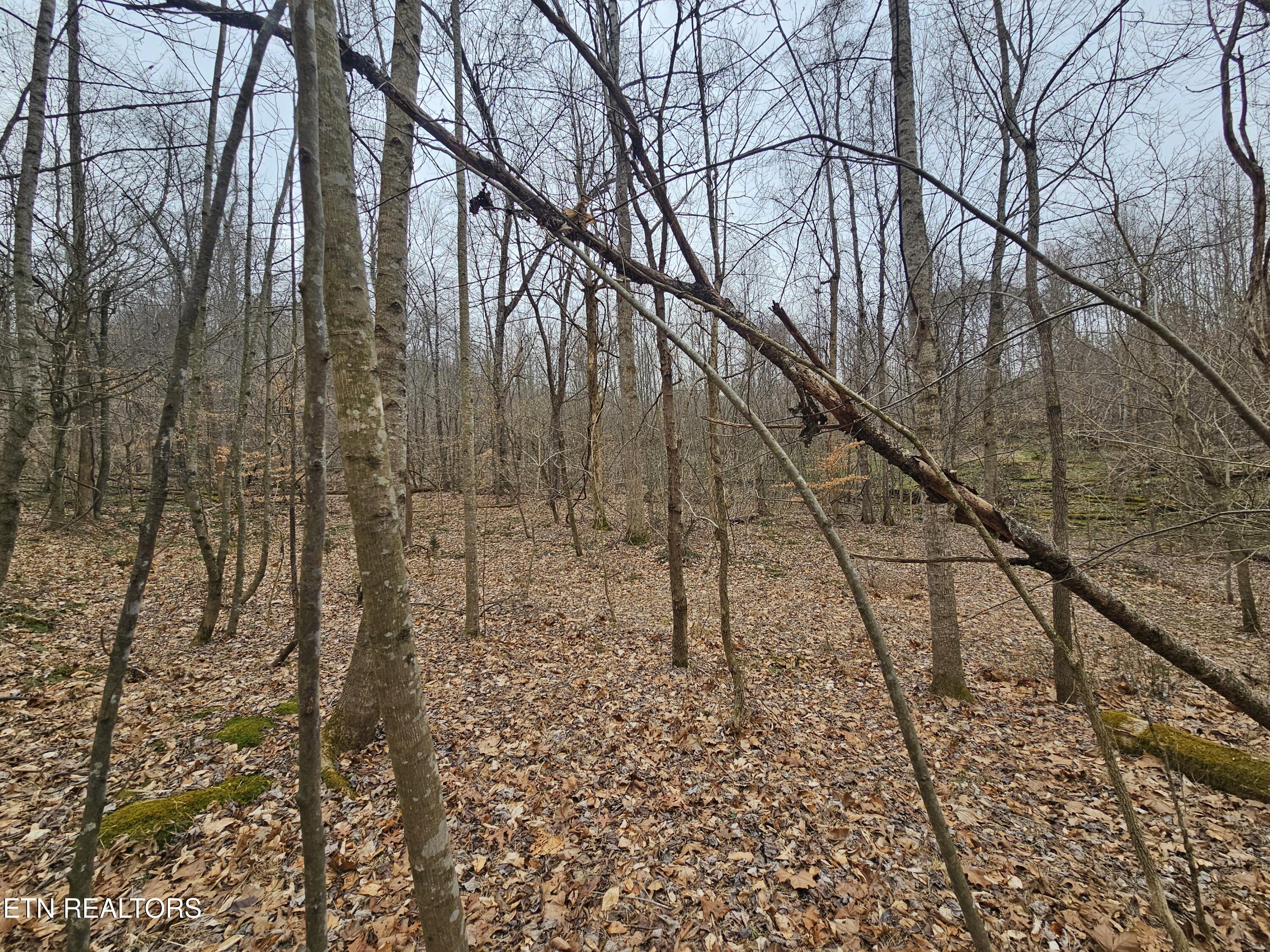 Wilderness Road Jonesville, VA 24263 - Photo 5 of 15 20260225_085213