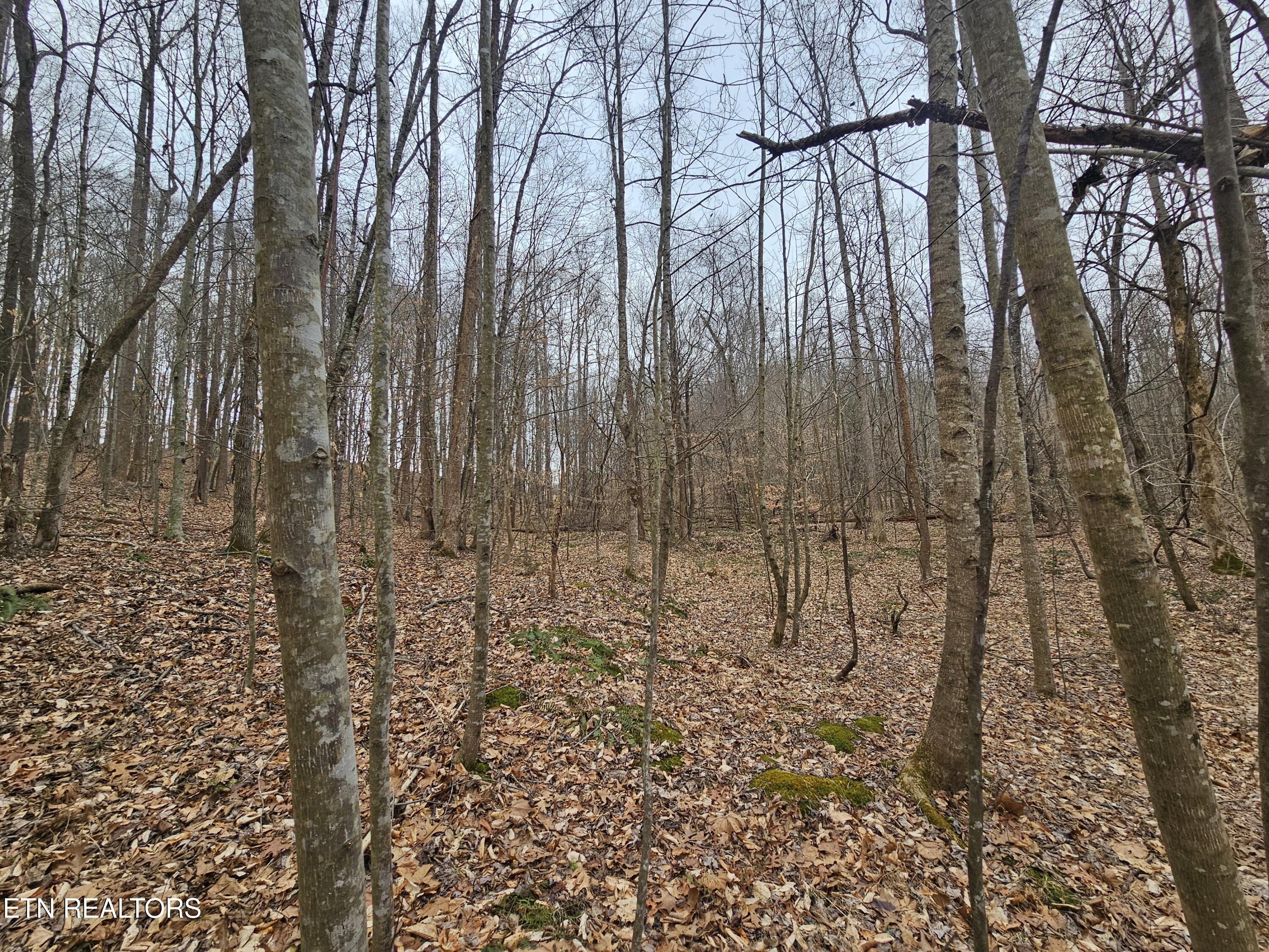 Wilderness Road Jonesville, VA 24263 - Photo 6 of 15 20260225_085211