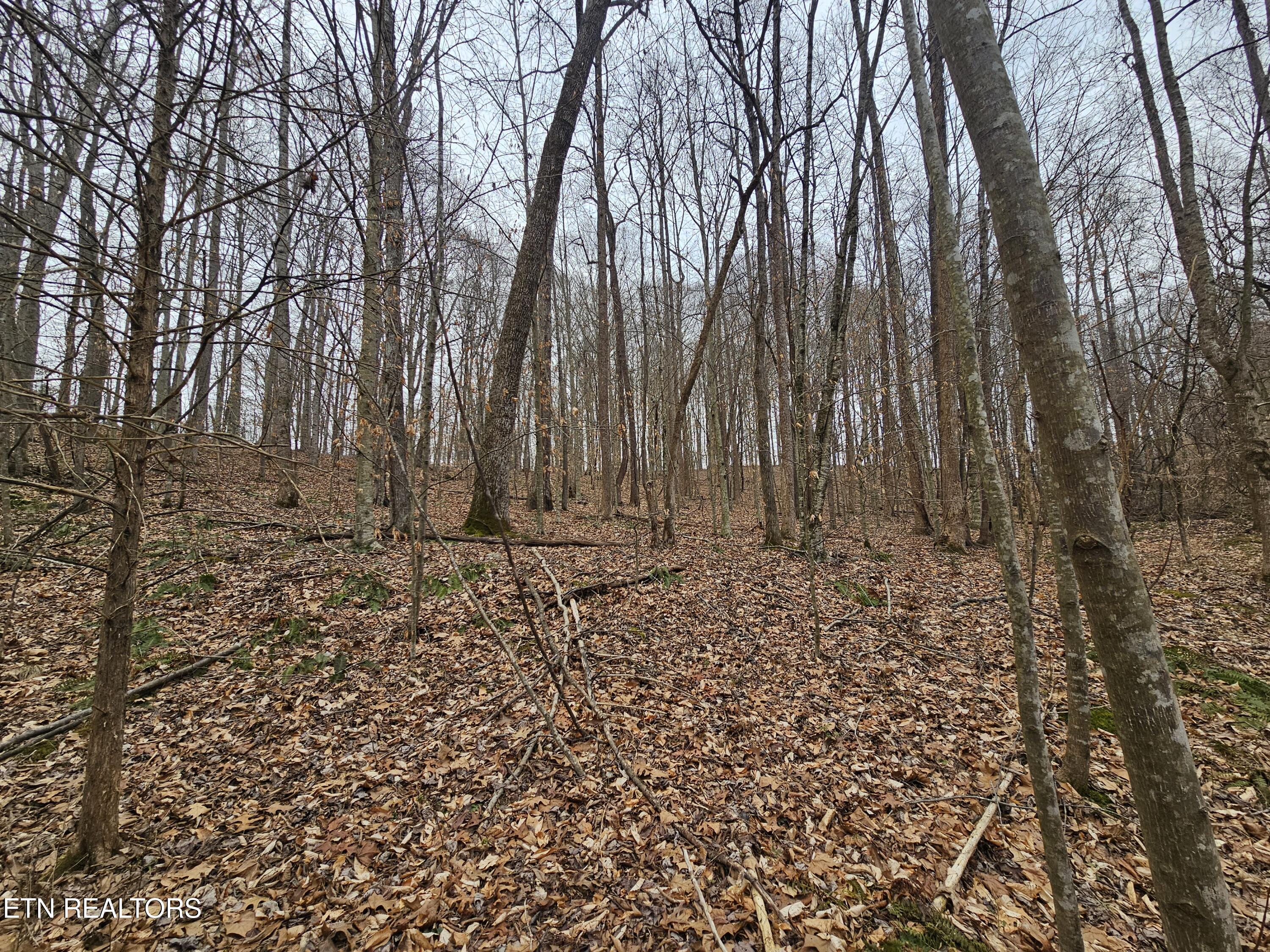 Wilderness Road Jonesville, VA 24263 - Photo 7 of 15 20260225_085208