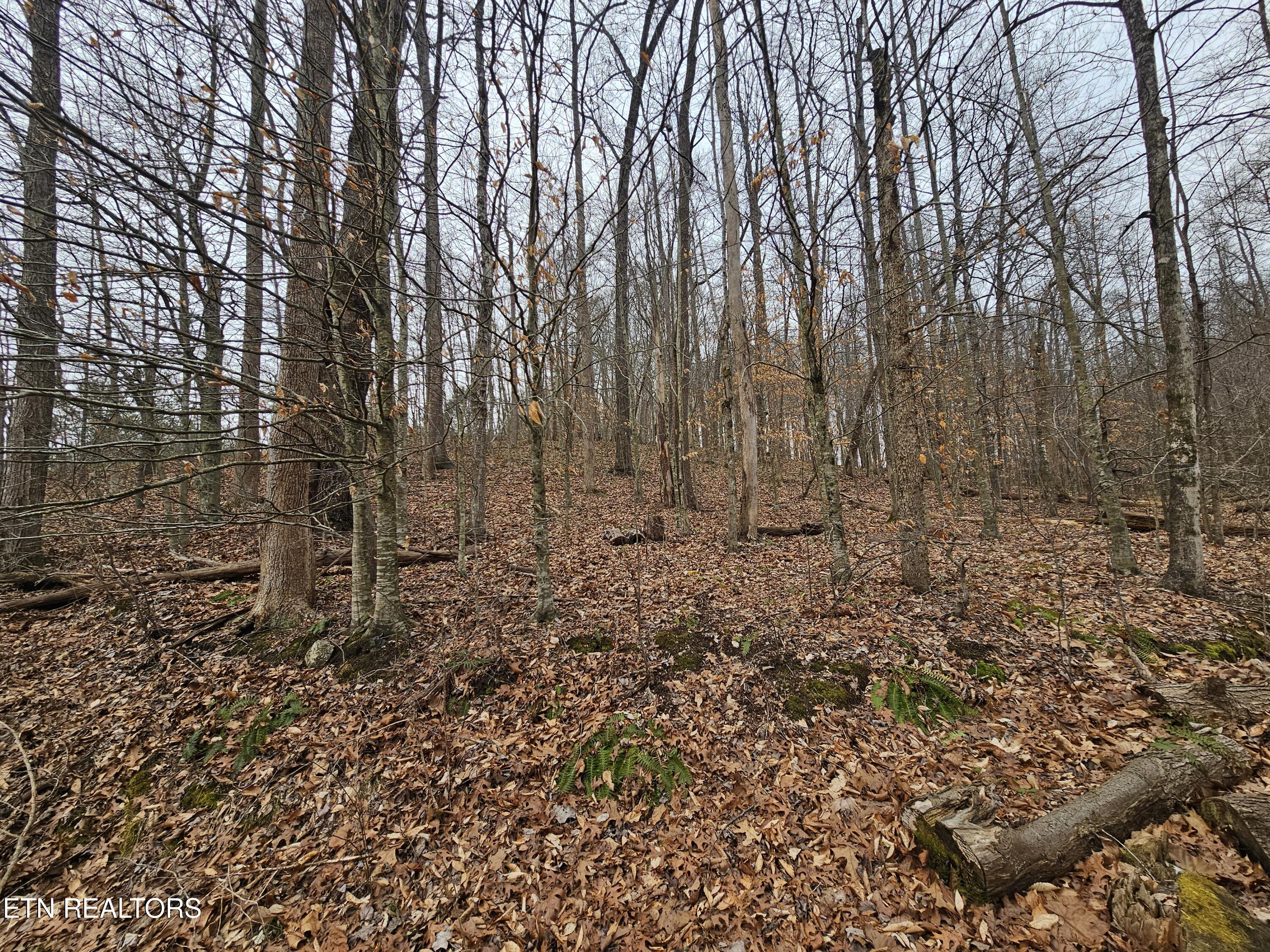 Wilderness Road Jonesville, VA 24263 - Photo 10 of 15 20260225_085108