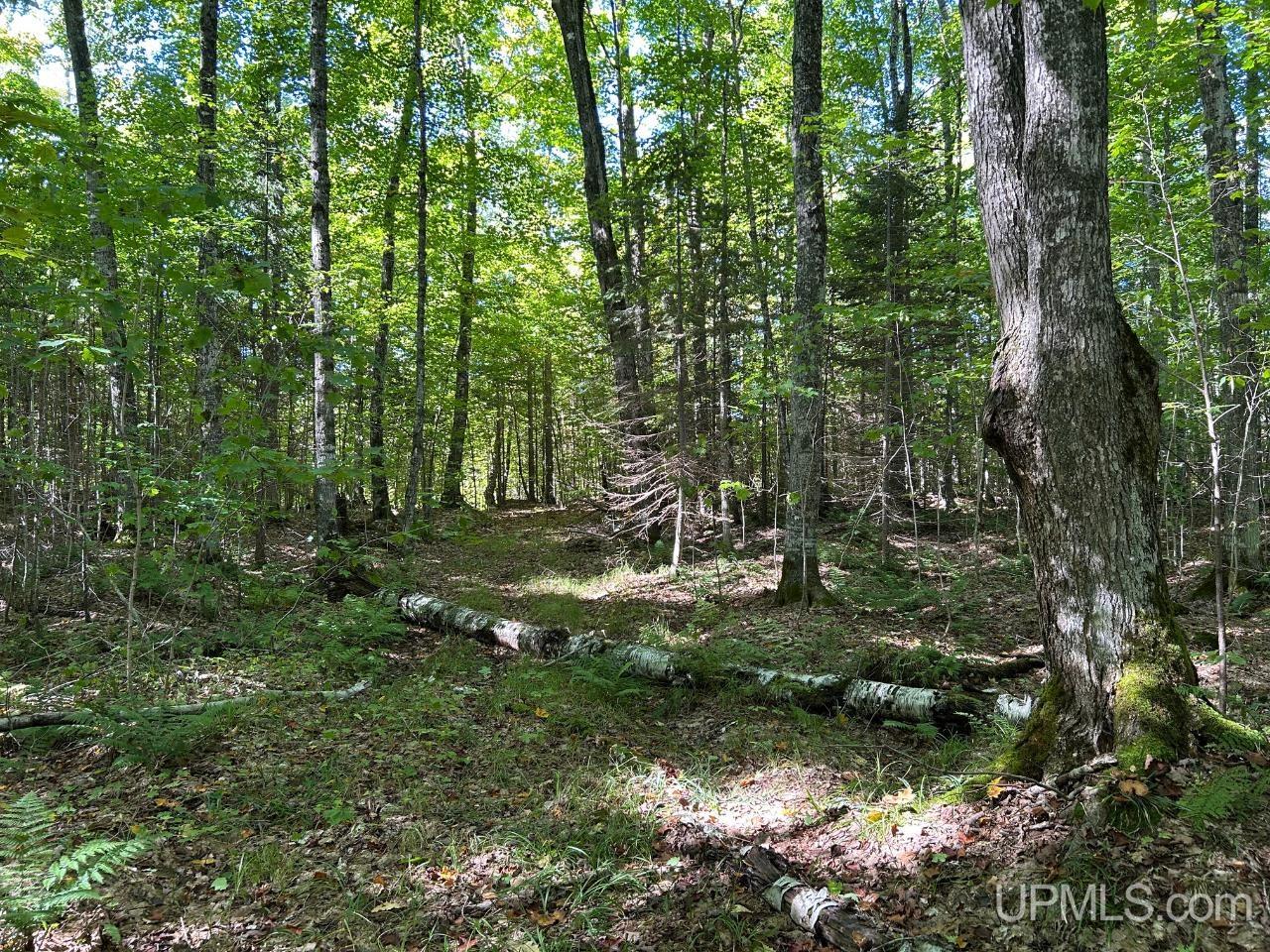 40-acres 40-acres Camp Road Shingleton, MI 49884 - Photo 11 of 20