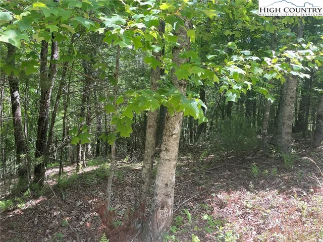 a view of a forest with trees in the background