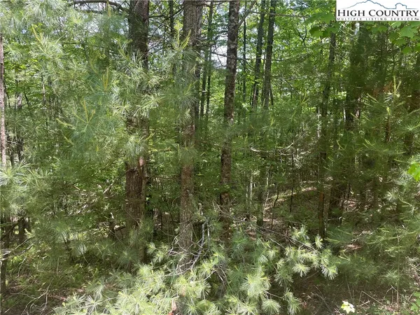 a view of a forest
