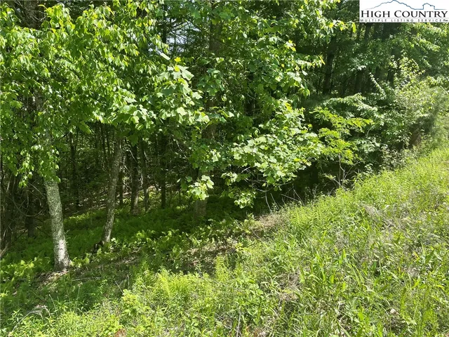 a view of a lush green forest
