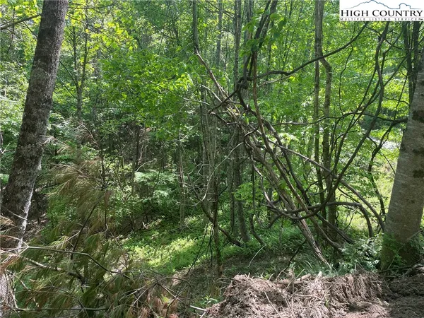 a view of a lush green forest