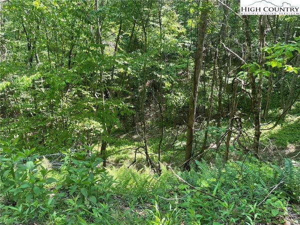 a view of a lush green forest