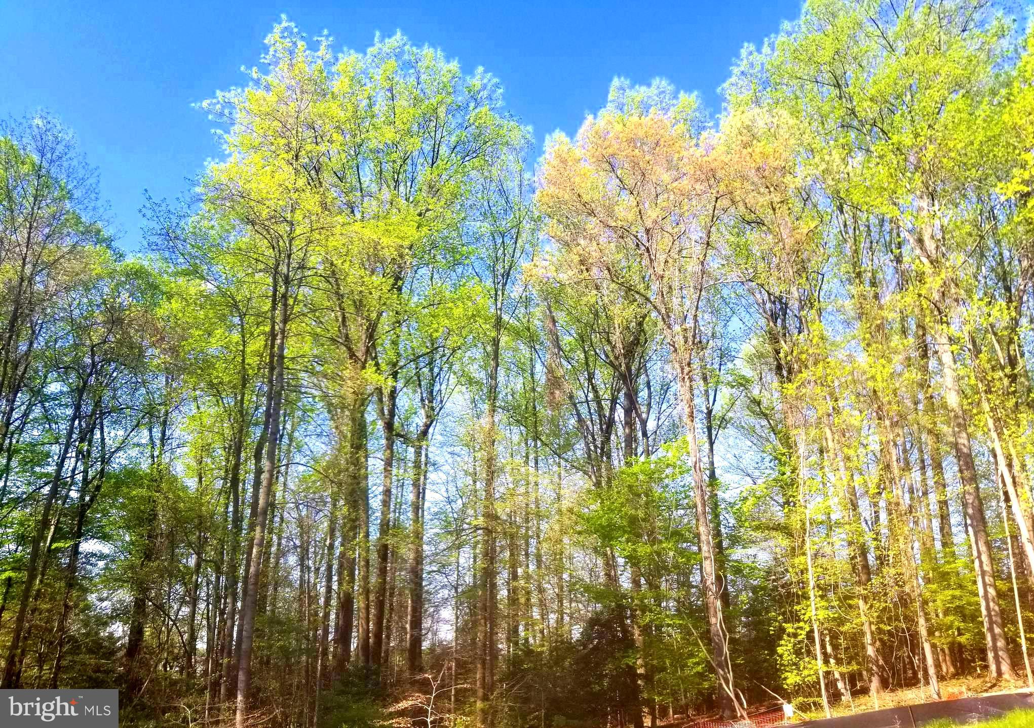 1014 Bluebells Road Gambrills, MD 21054 - Photo 7 of 17