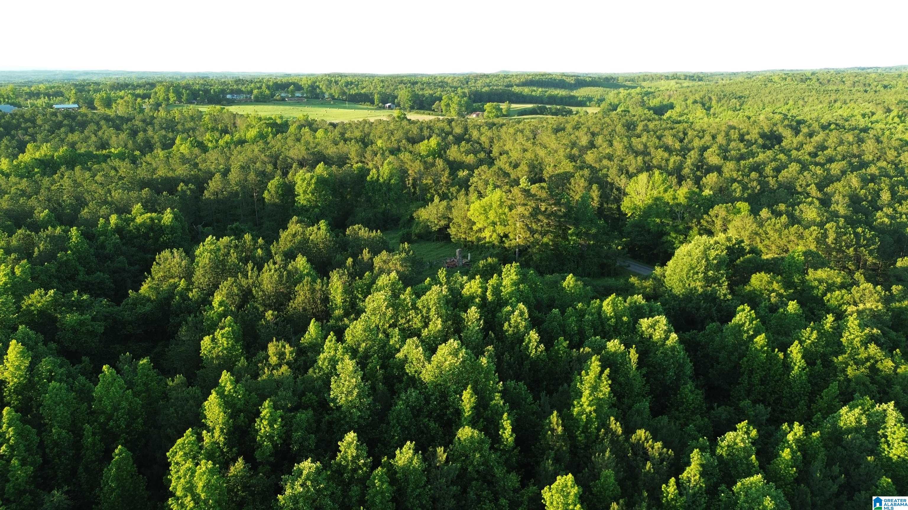 0 Bluff Springs Road Ashland, AL 36251 - Photo 4 of 8