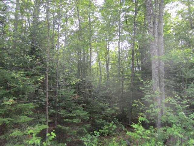 Lot 15 Timberline Road Mercer, WI 54547 - Photo 2 of 6 Gallery Image 2