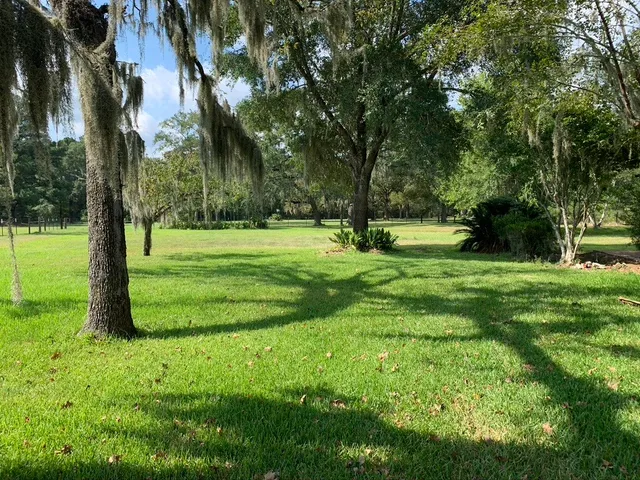 a view of a park with a tree