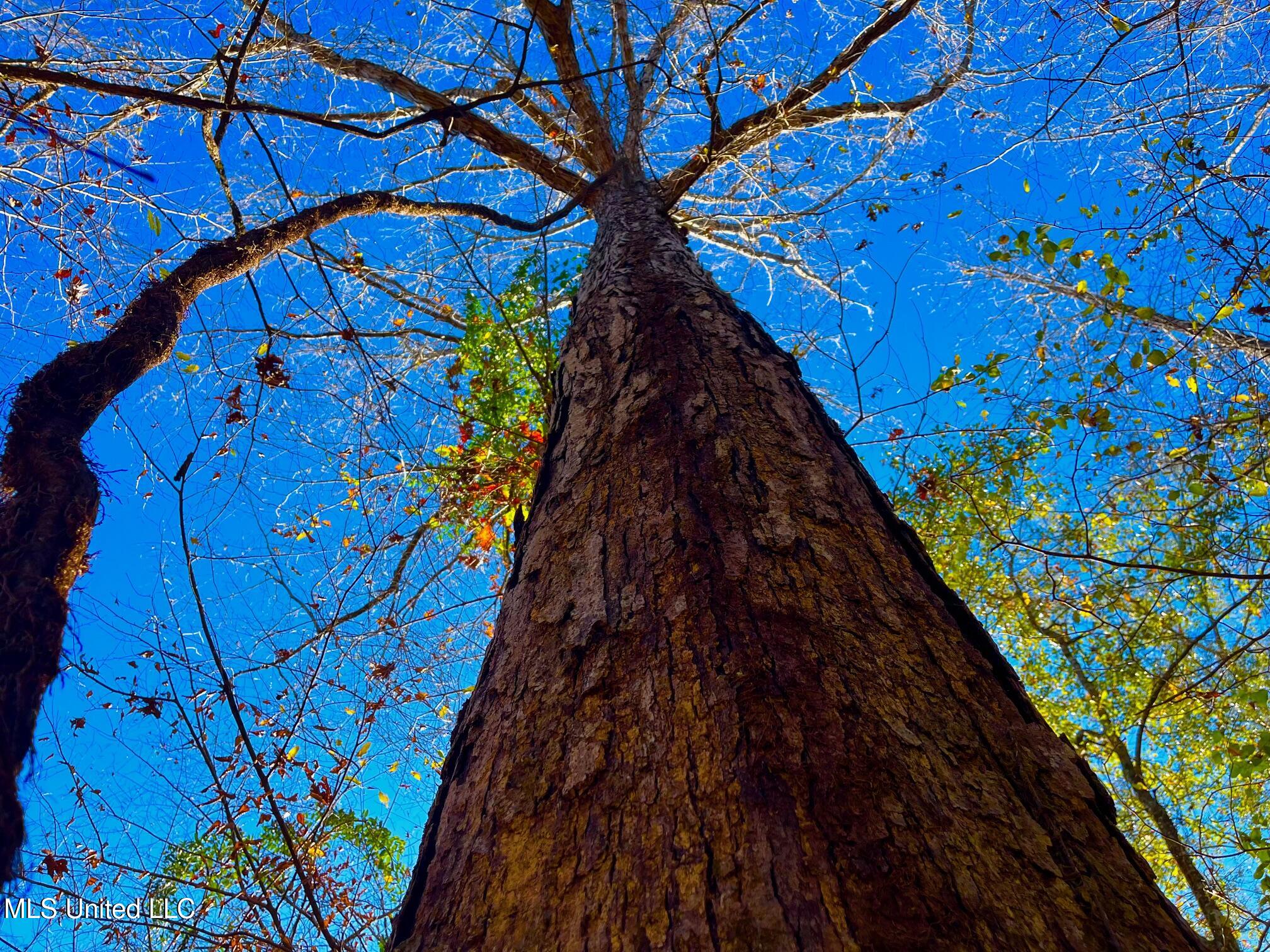 4001 Stegall Road Wesson, MS 39191 - Photo 11 of 27 qq17