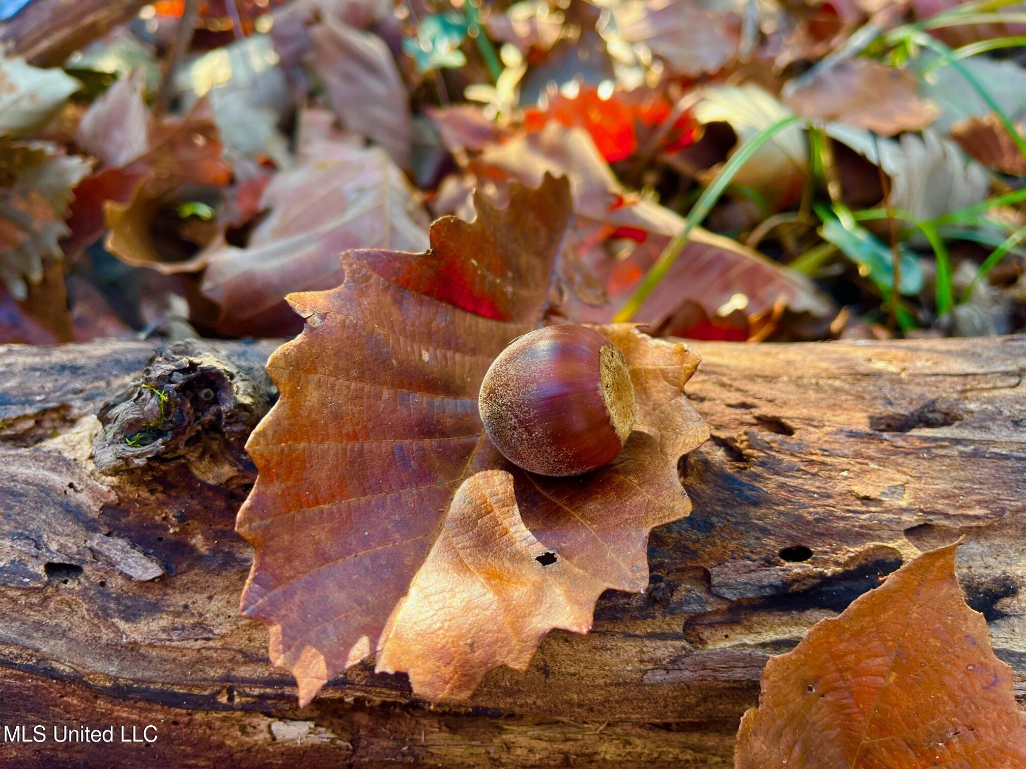 4001 Stegall Road Wesson, MS 39191 - Photo 17 of 27 qq11