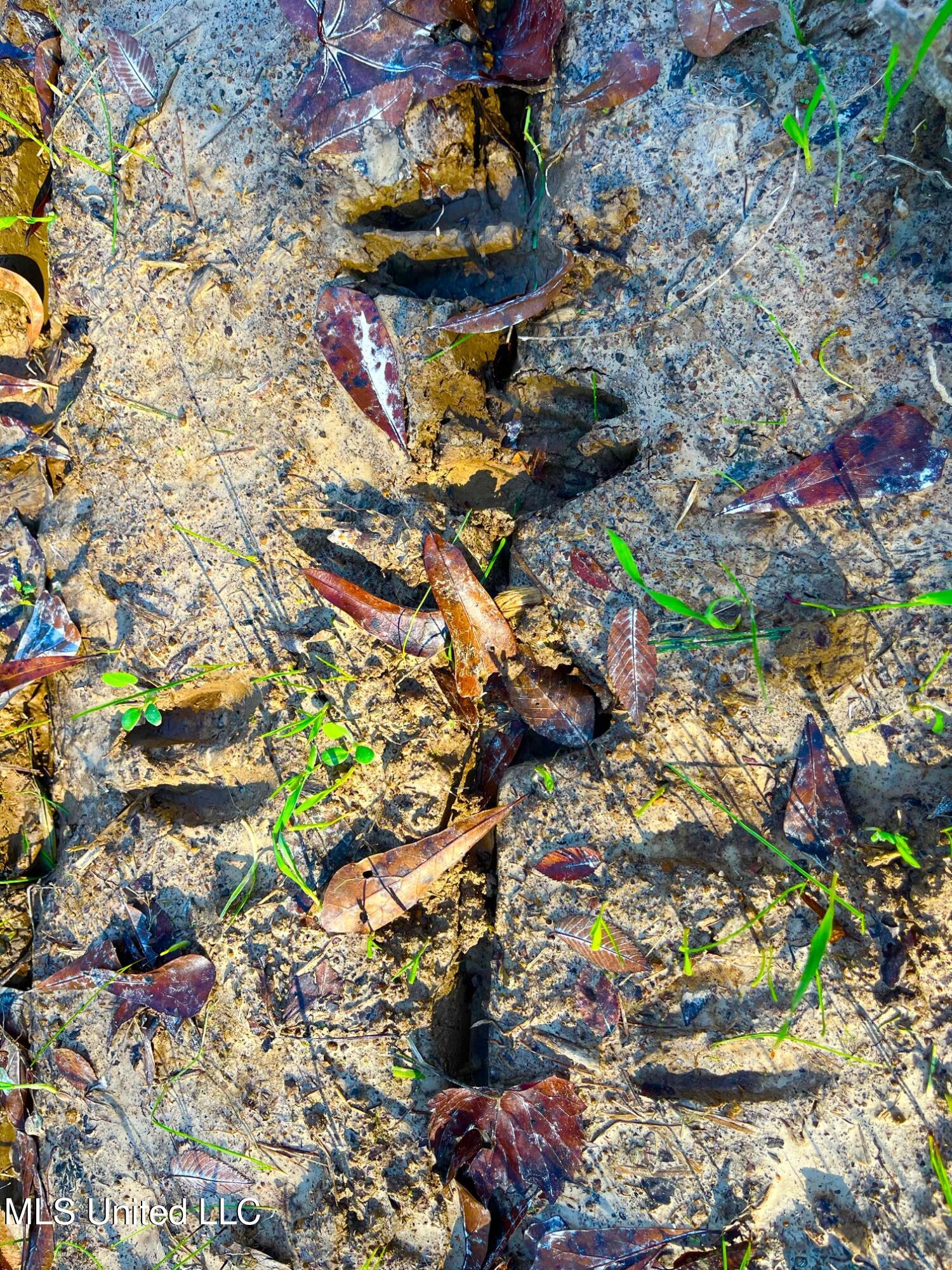 4001 Stegall Road Wesson, MS 39191 - Photo 20 of 27 qq8