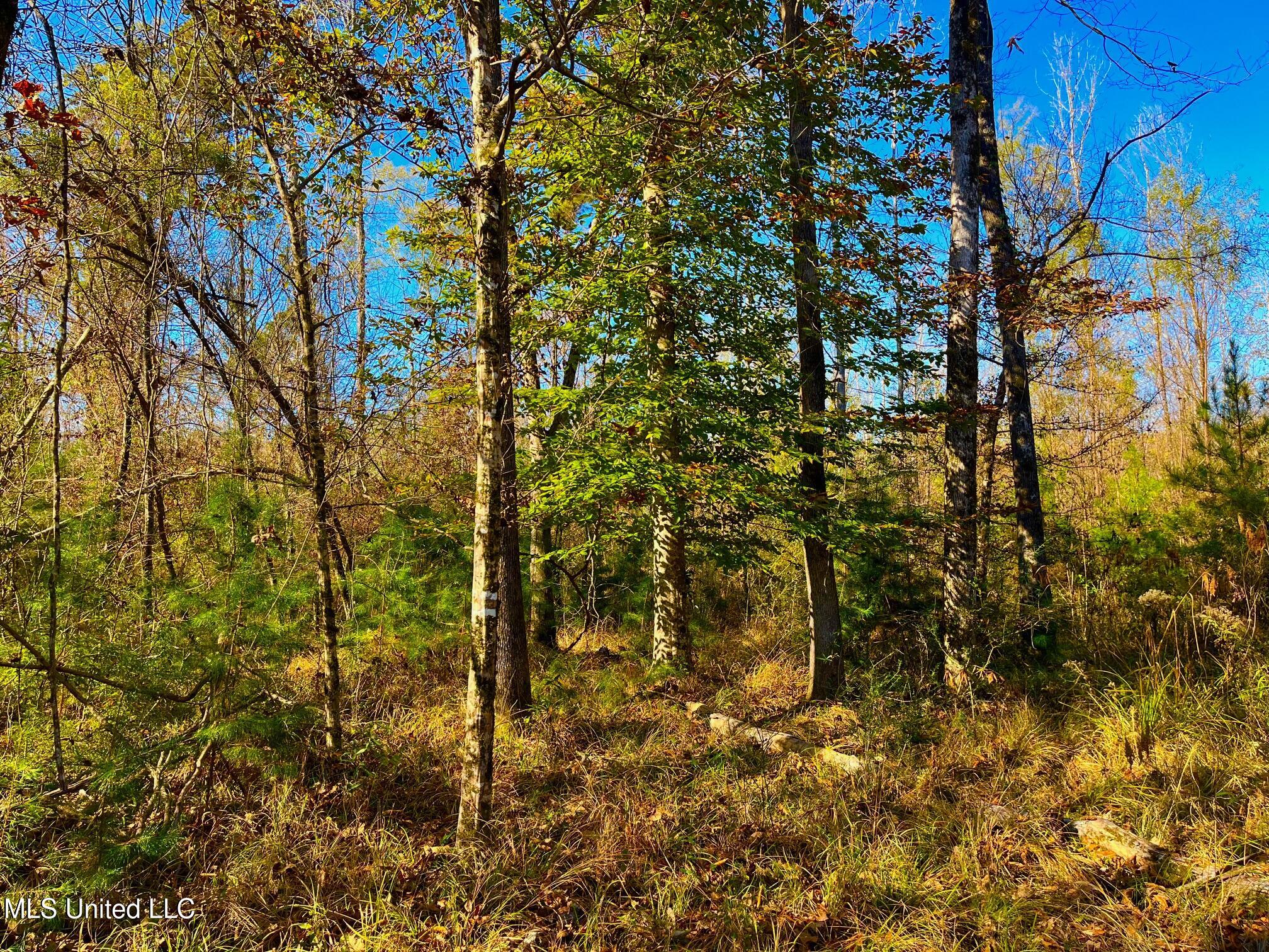 4001 Stegall Road Wesson, MS 39191 - Photo 4 of 27 qq24