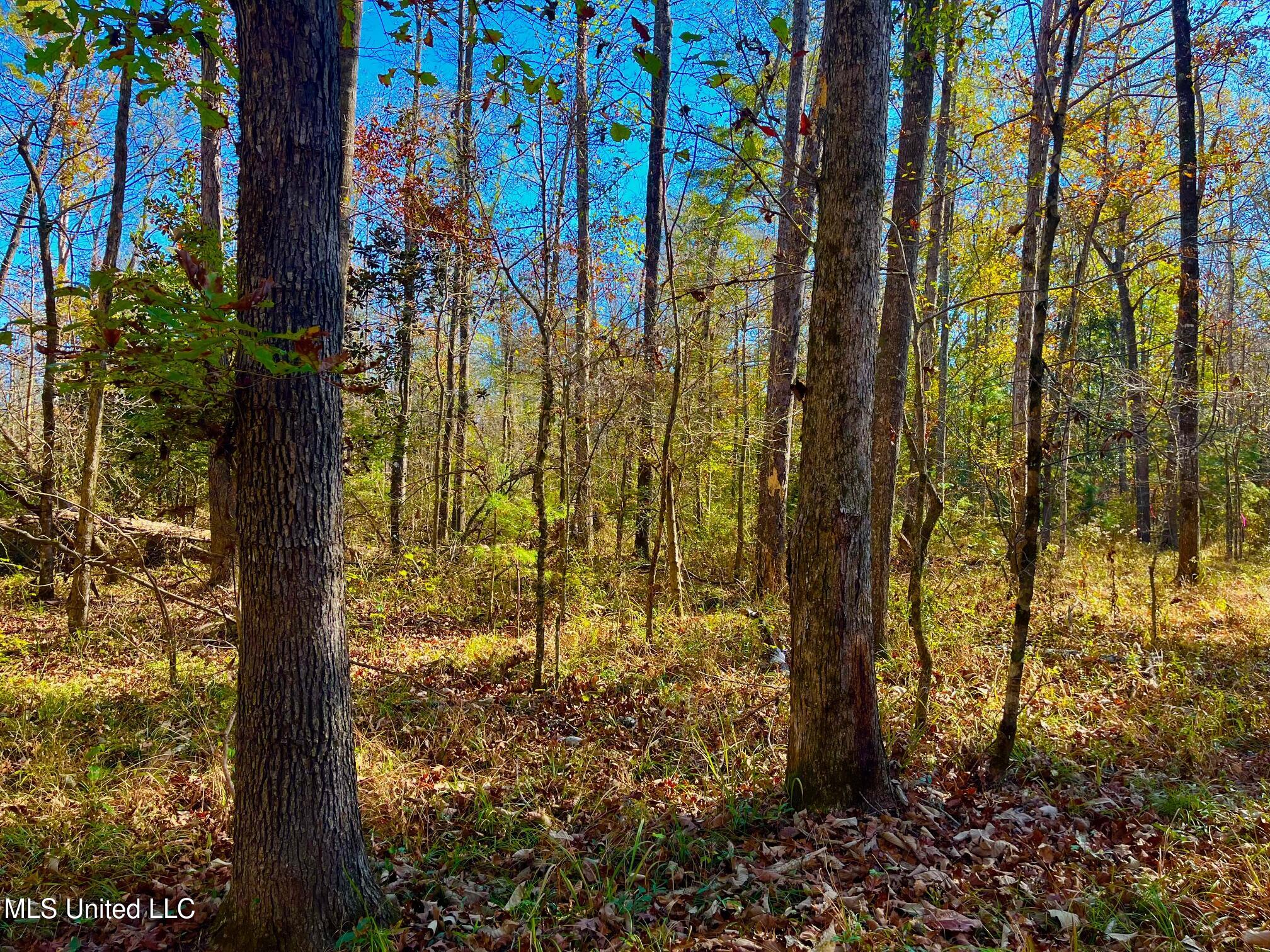 4001 Stegall Road Wesson, MS 39191 - Photo 6 of 27 qq22