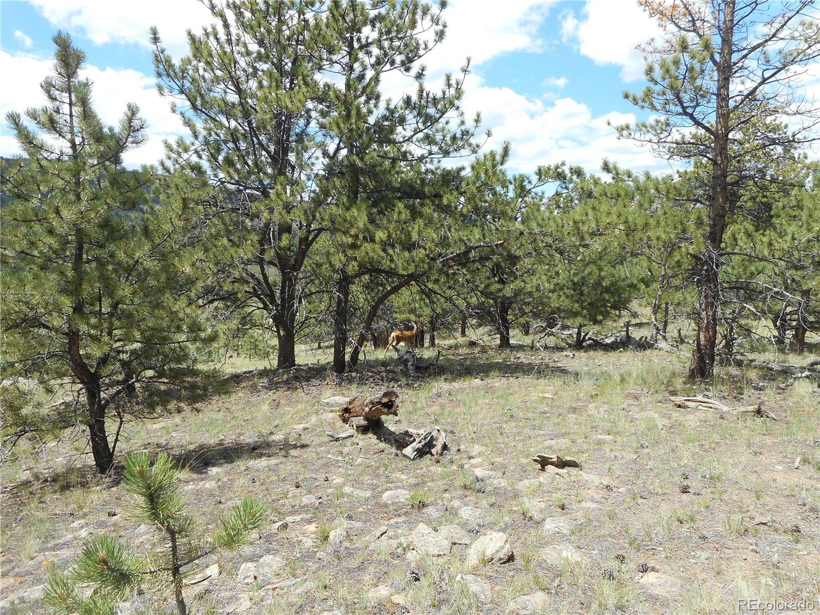 3182 Singletree Road Hartsel, CO 80449 - Photo 9 of 13