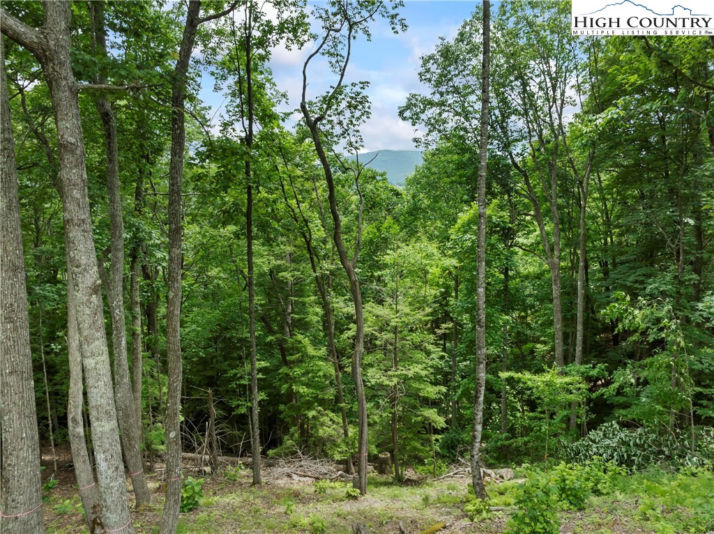 6964 Beech Mountain Road Banner Elk, NC 28604 - Photo 1 of 36 a view of a forest with trees