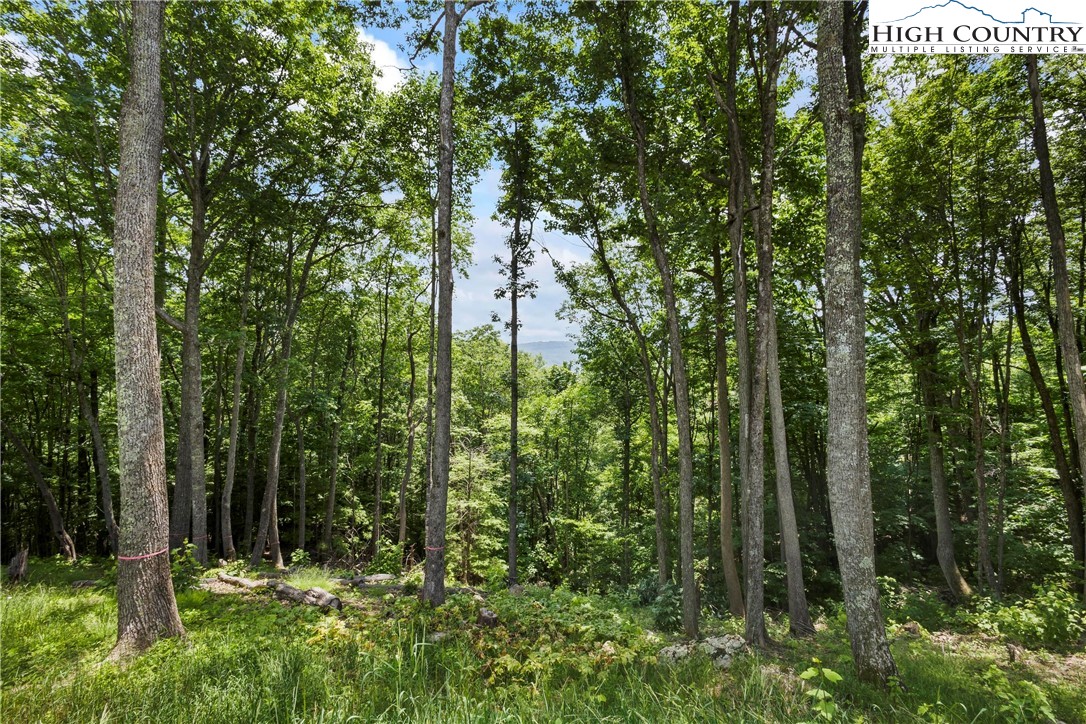 6964 Beech Mountain Road Banner Elk, NC 28604 - Photo 30 of 36 a view of backyard with green space