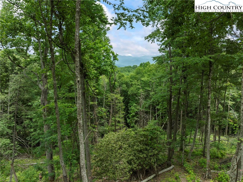 6964 Beech Mountain Road Banner Elk, NC 28604 - Photo 3 of 36 a view of a forest that has a tree
