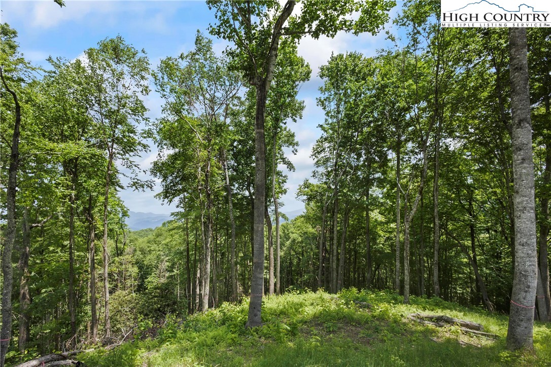 6964 Beech Mountain Road Banner Elk, NC 28604 - Photo 32 of 36 a view of a garden