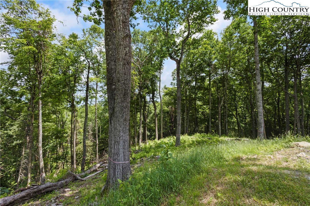 6964 Beech Mountain Road Banner Elk, NC 28604 - Photo 34 of 36 a view of forest