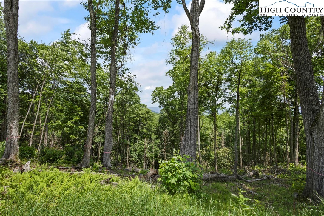 6964 Beech Mountain Road Banner Elk, NC 28604 - Photo 35 of 36 a view of a garden