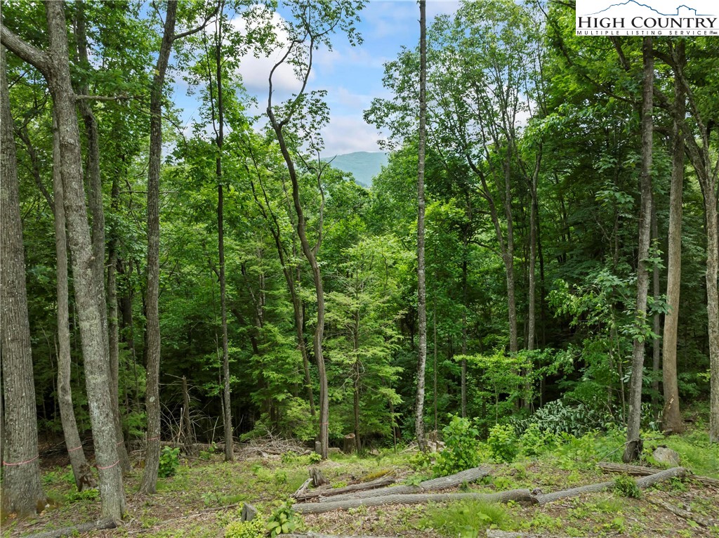 6964 Beech Mountain Road Banner Elk, NC 28604 - Photo 9 of 36 a view of a forest with a tree