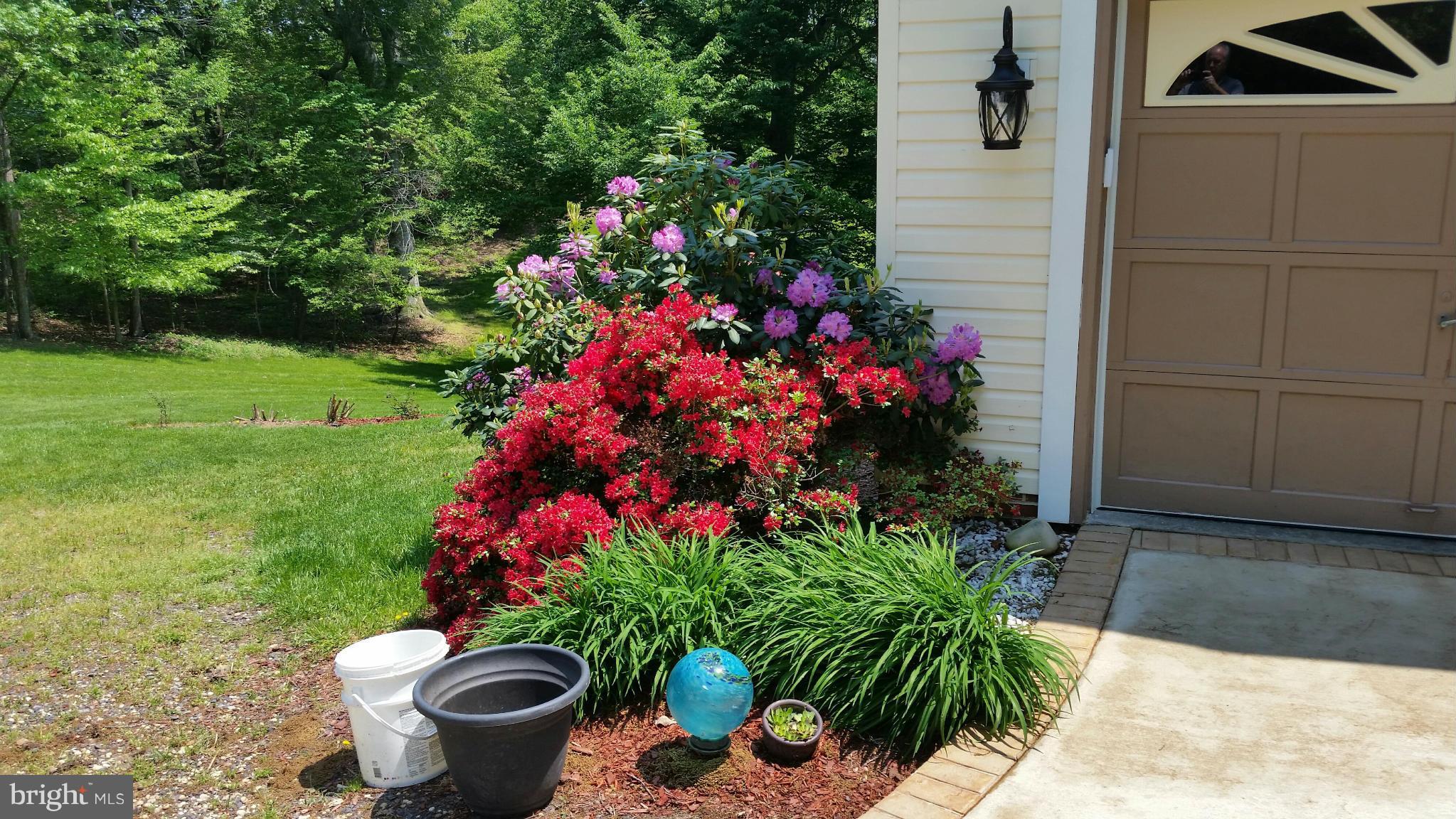 7163 Stuart Road King George, VA 22485 - Photo 9 of 27 Azaleas and Rhododendrons