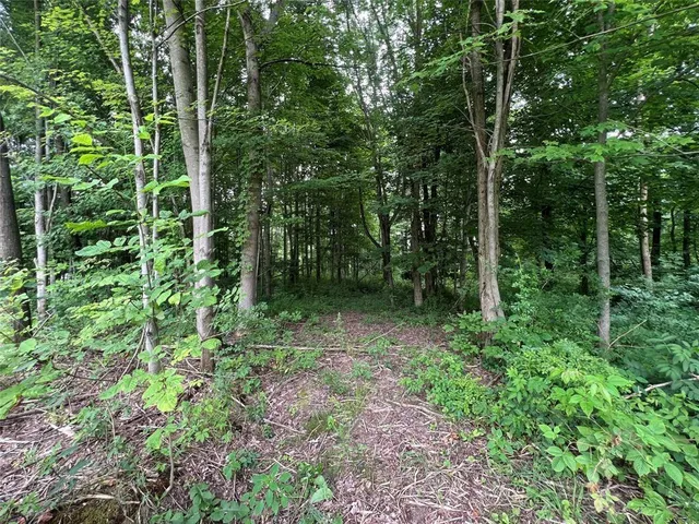 a view of a lush green forest