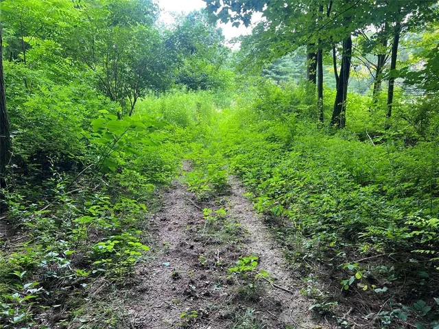 a view of a lush green forest