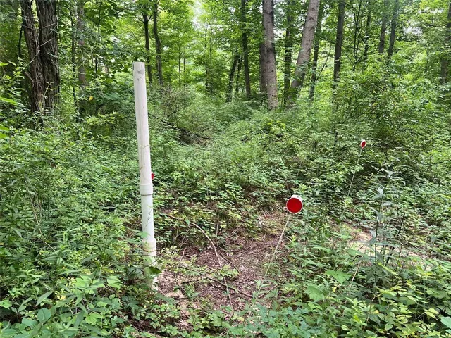 a view of a lush green forest