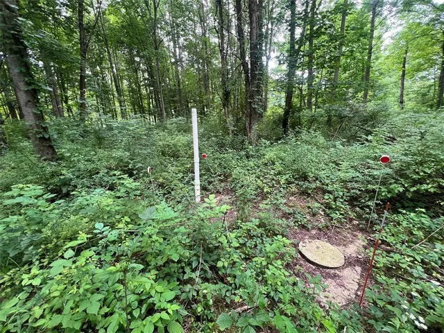 a close up of a plant in a garden
