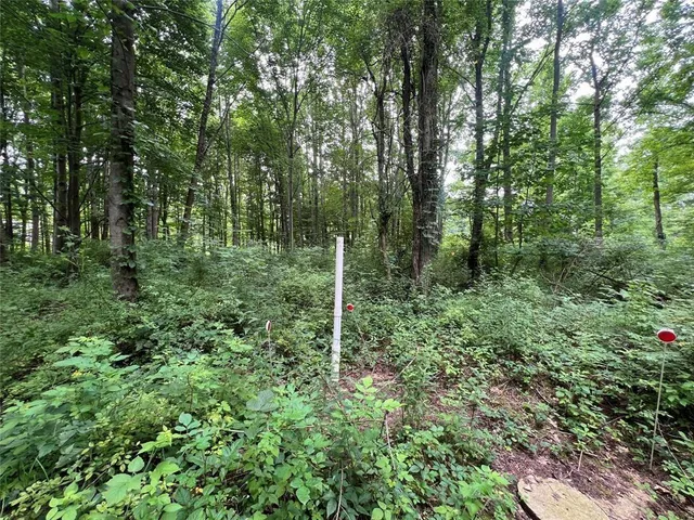 a view of a lush green forest