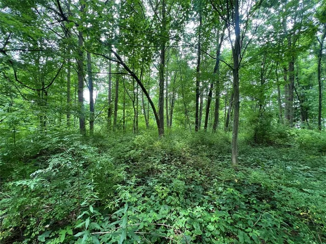 a view of a lush green forest