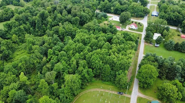 a view of a garden with plants and large trees