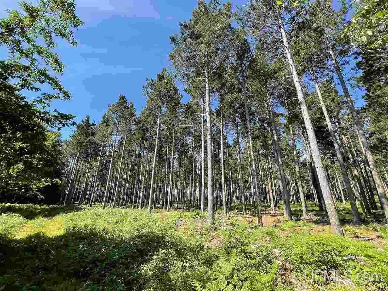 Tbd Chvala Road Manistique, MI 49854 - Photo 7 of 21 Gallery Image 7